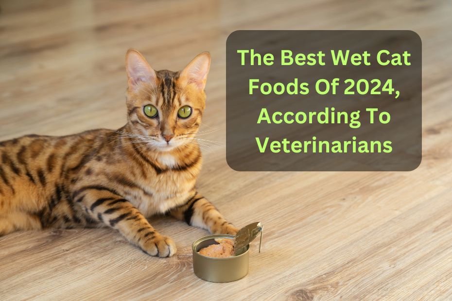 The Best Wet Cat Foods Of 2024, According To Veterinarians