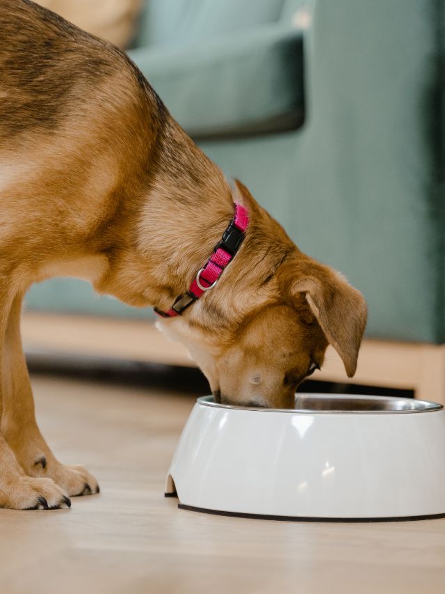 Suggestions for Top Low Fat Dog Food Brands
