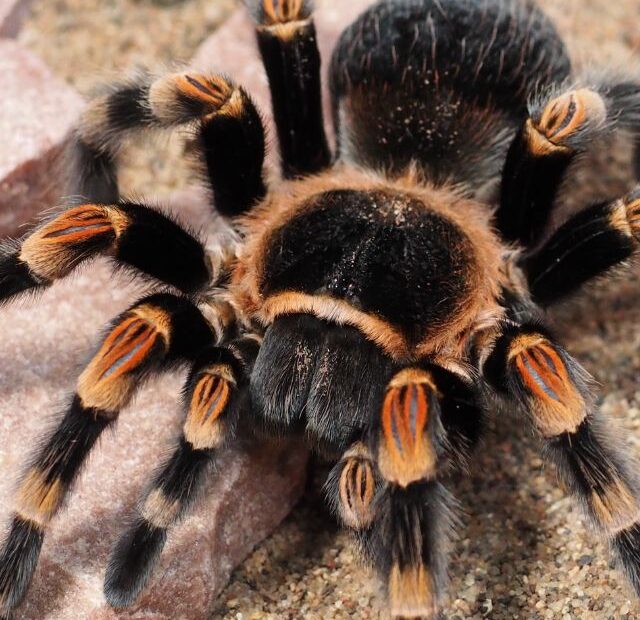 6 deadliest spiders on Earth