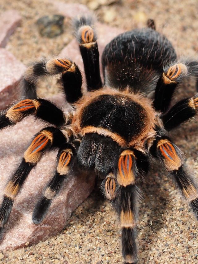 6 deadliest spiders on Earth