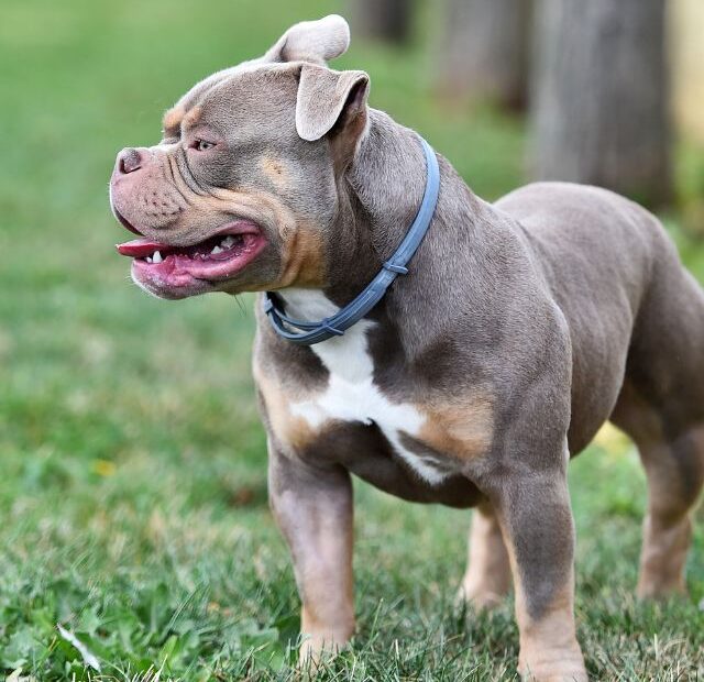 These Are The Super-Strong Muscular Dog Breeds