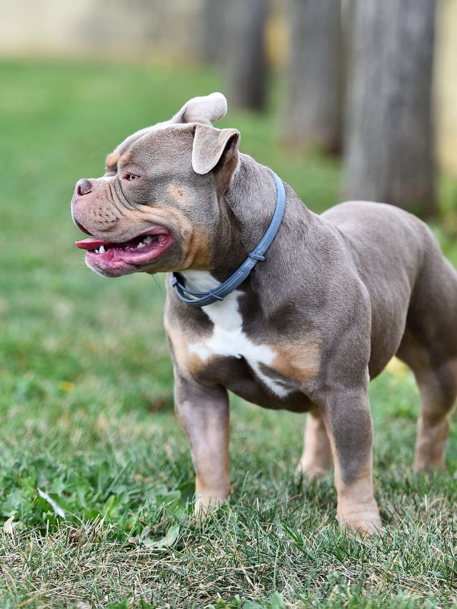 These Are The Super-Strong Muscular Dog Breeds